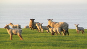 SX21946 Sheep with lambs in morning sun.jpg